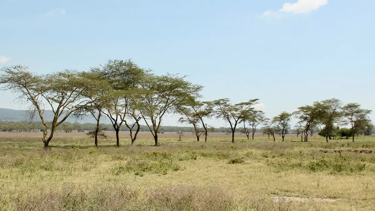 Acacia trees scattered across open grassland under a pale sky