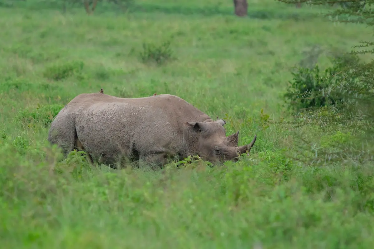 Black rhinoceros grazing in fresh green grass at Lake Nakuru