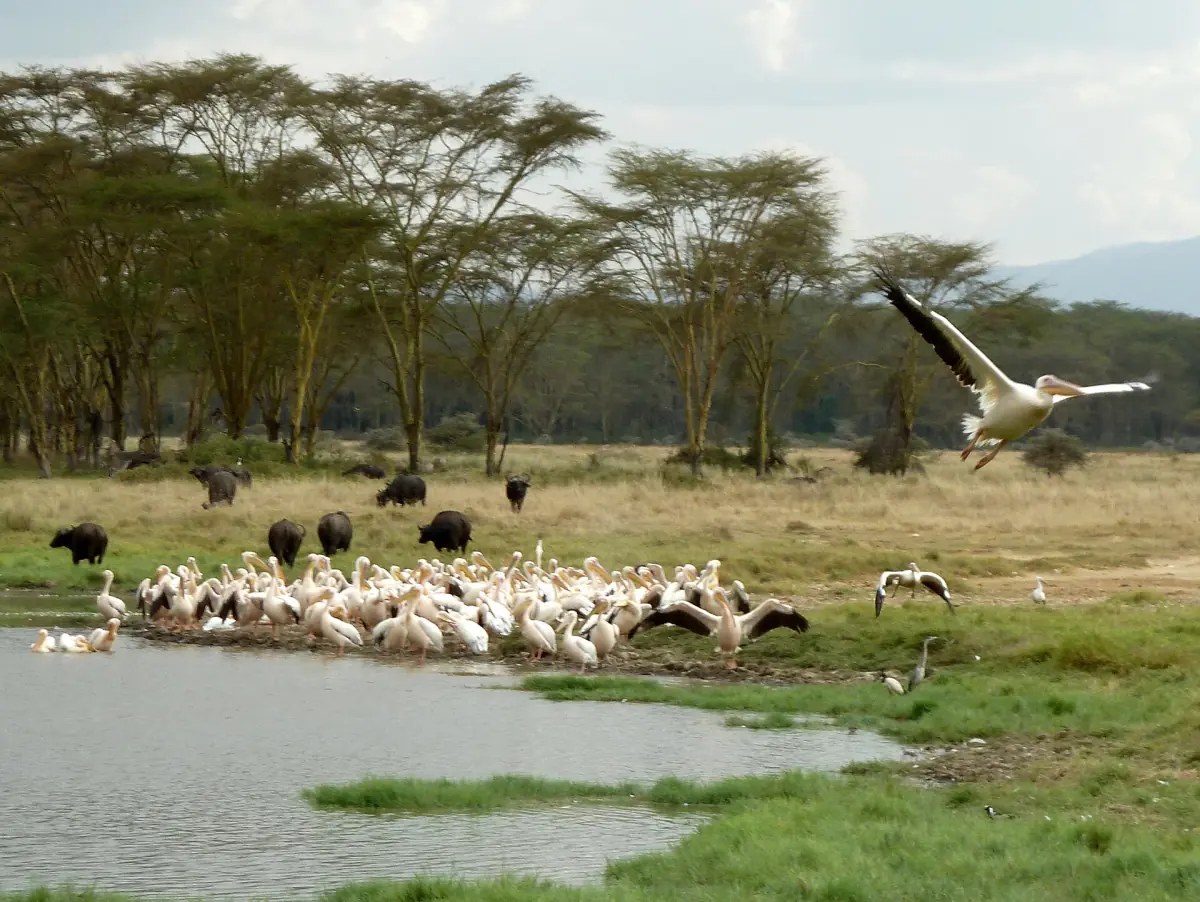 Buffalo and pelicans on a green lakeside meadow with acacia trees