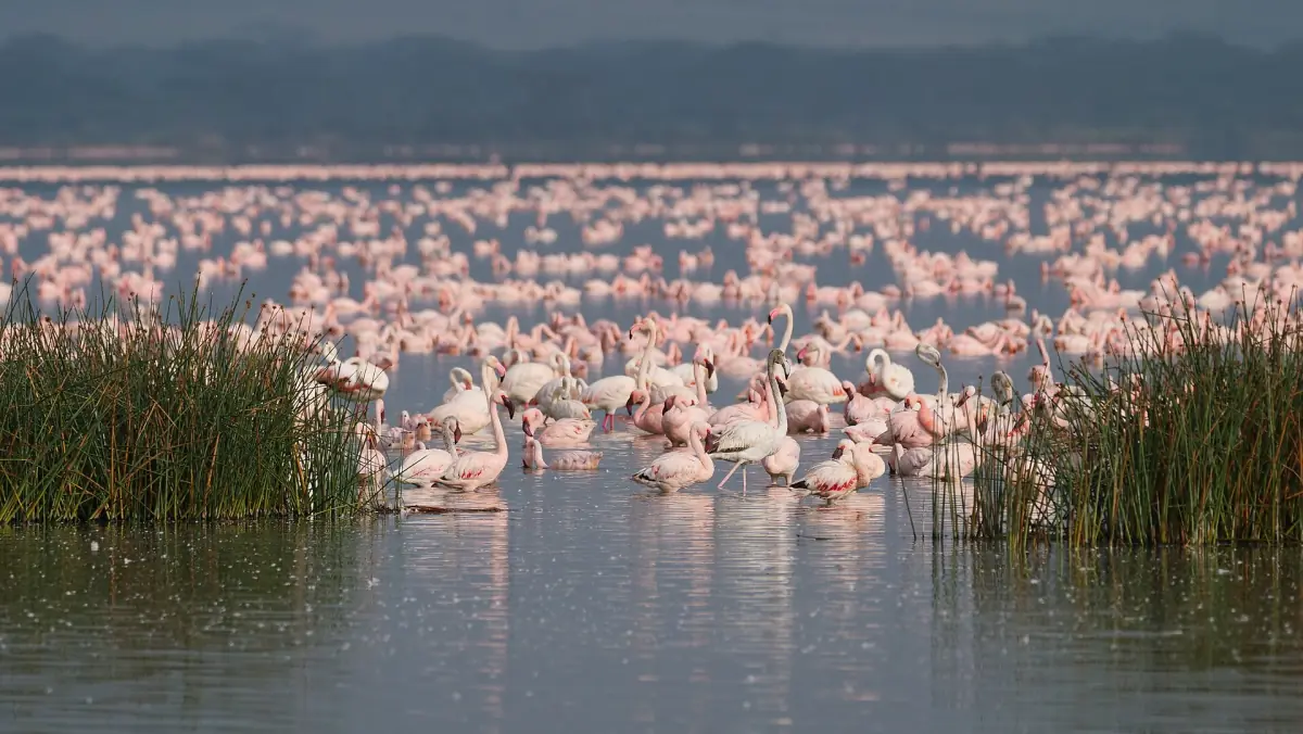 Flock of flamingos standing among reeds at Lake Elementaita