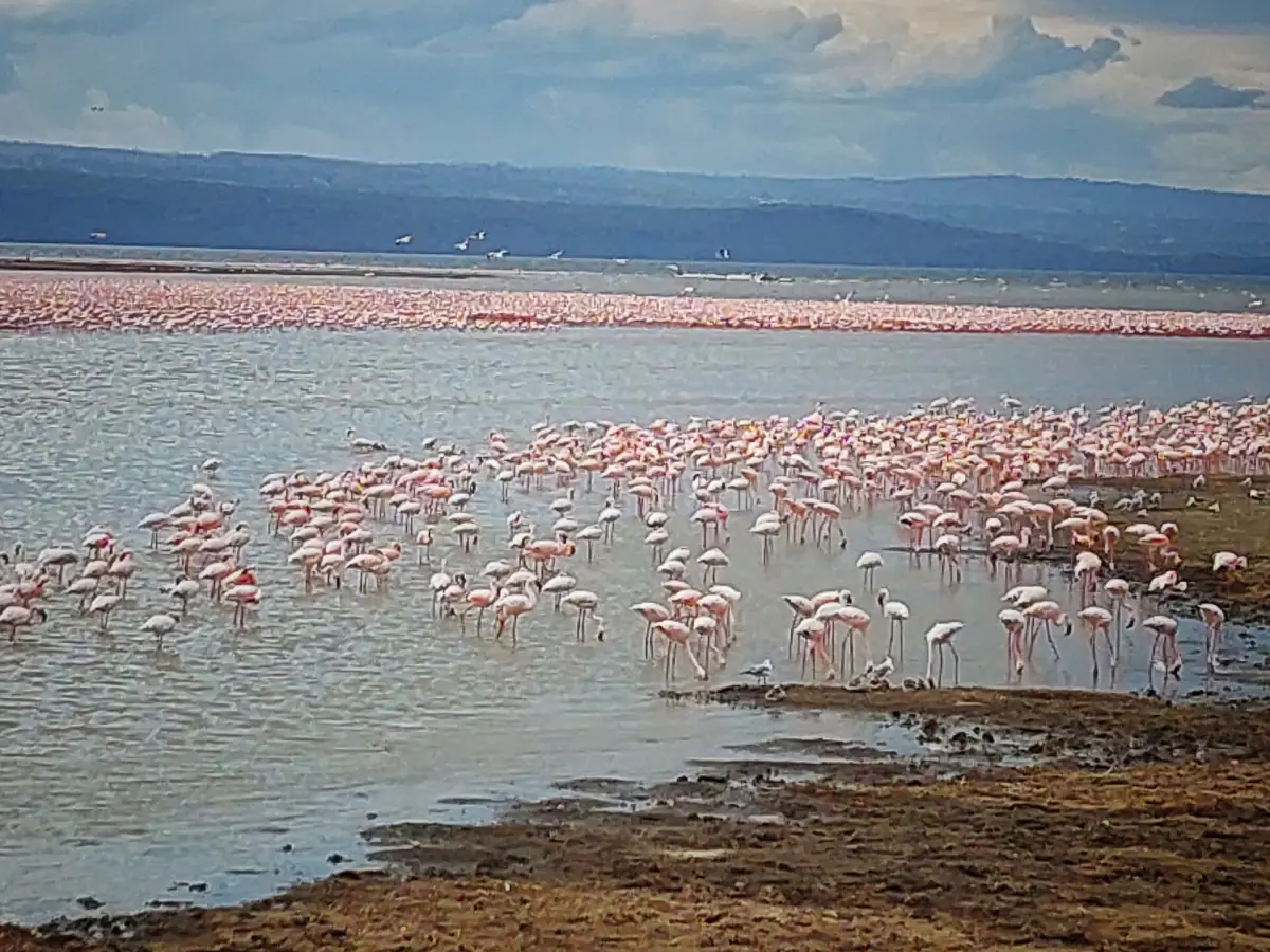 Flamingos along the lake shore with hills in the background