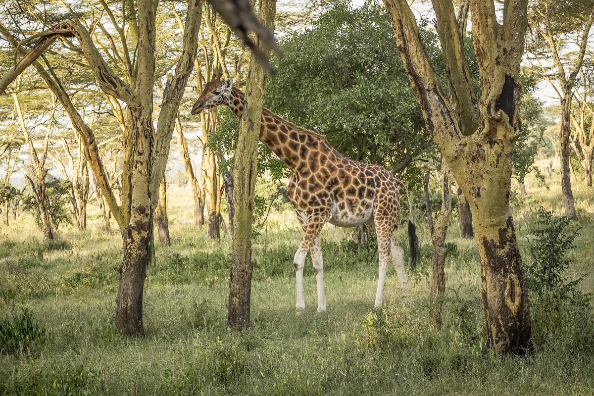 Giraffe standing among yellow barked acacia trees in sunlight