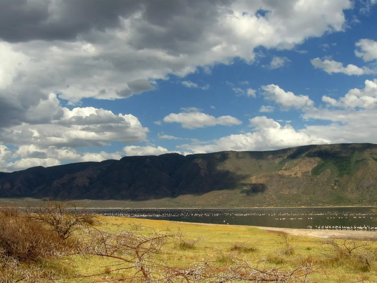 Acacia tree and flamingos on the shore of Lake Bogoria