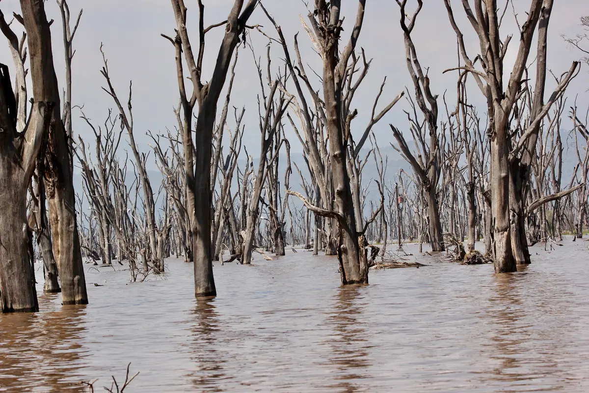 Dead trees standing in brown floodwater at Lake Nakuru