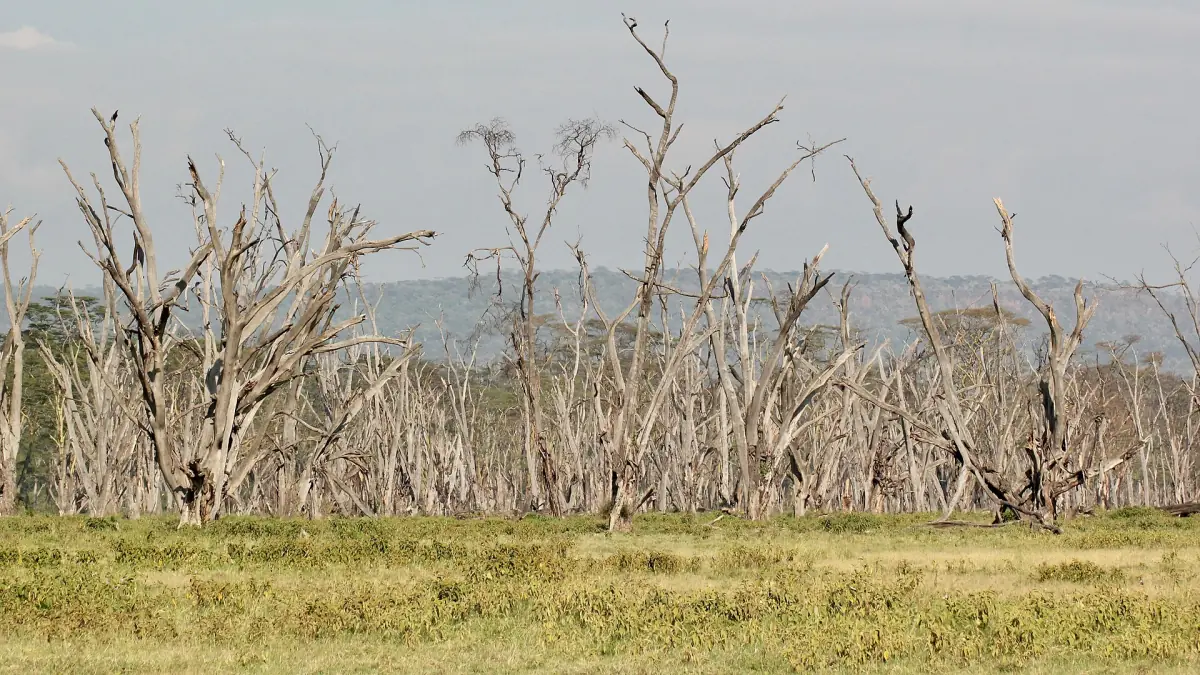 Dry season landscape with bare dead trees and grass