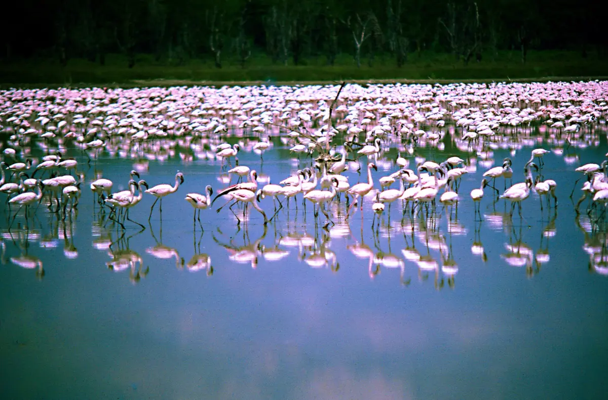 Lesser flamingos standing in shallow blue water at Lake Nakuru