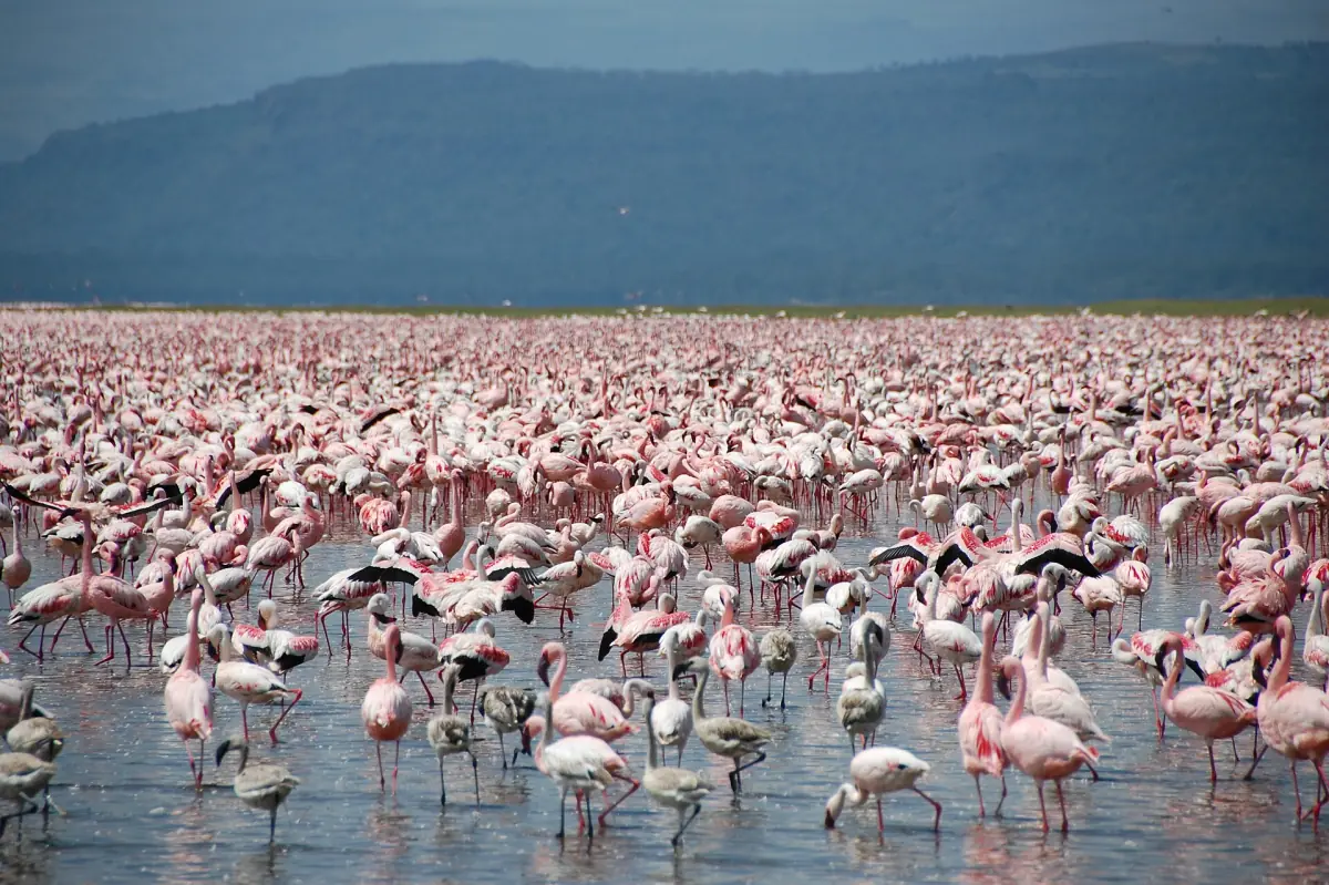 Huge flock of pink flamingos wading in the shallows of Lake Nakuru