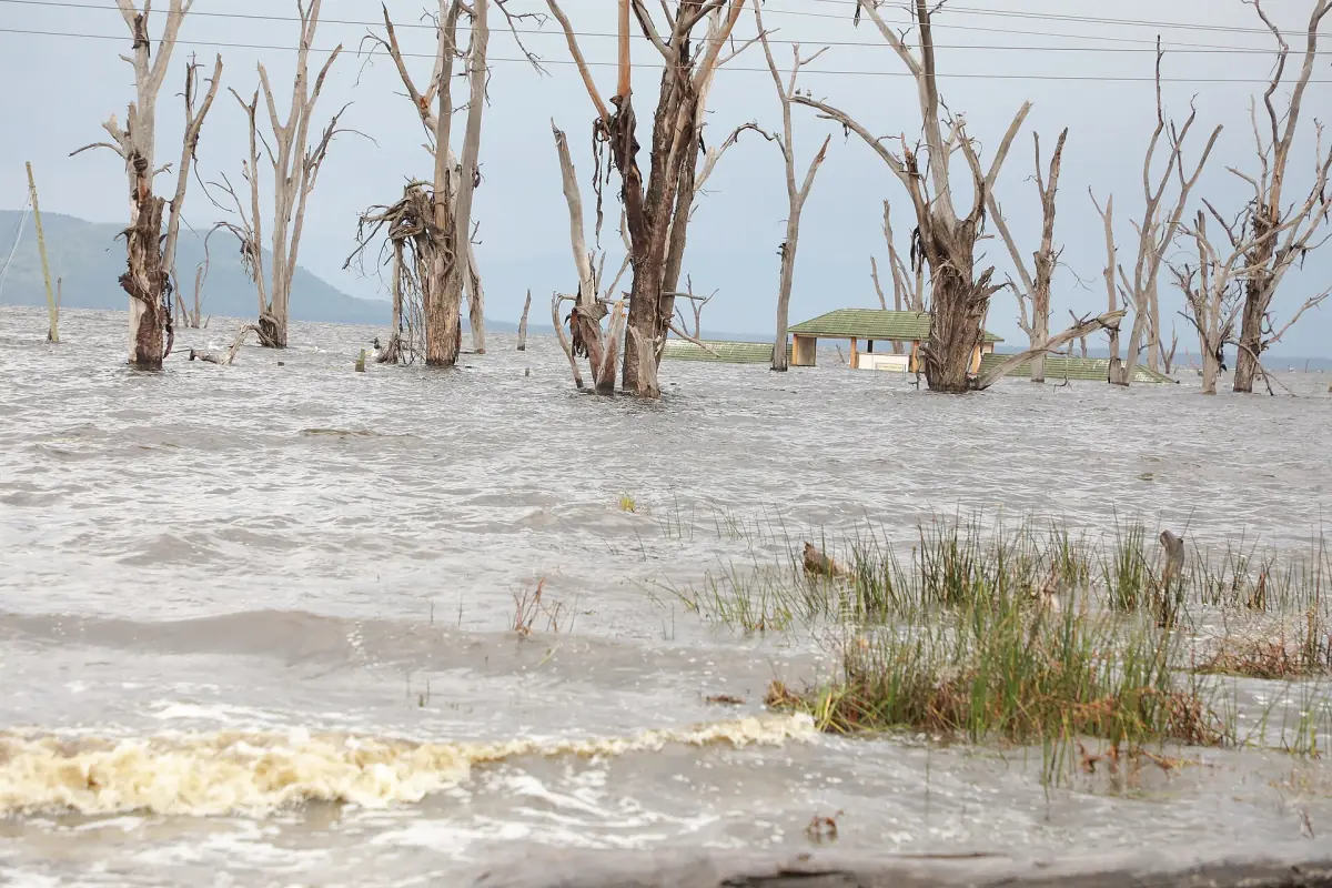 Rising lake water with dead trees standing in the waves