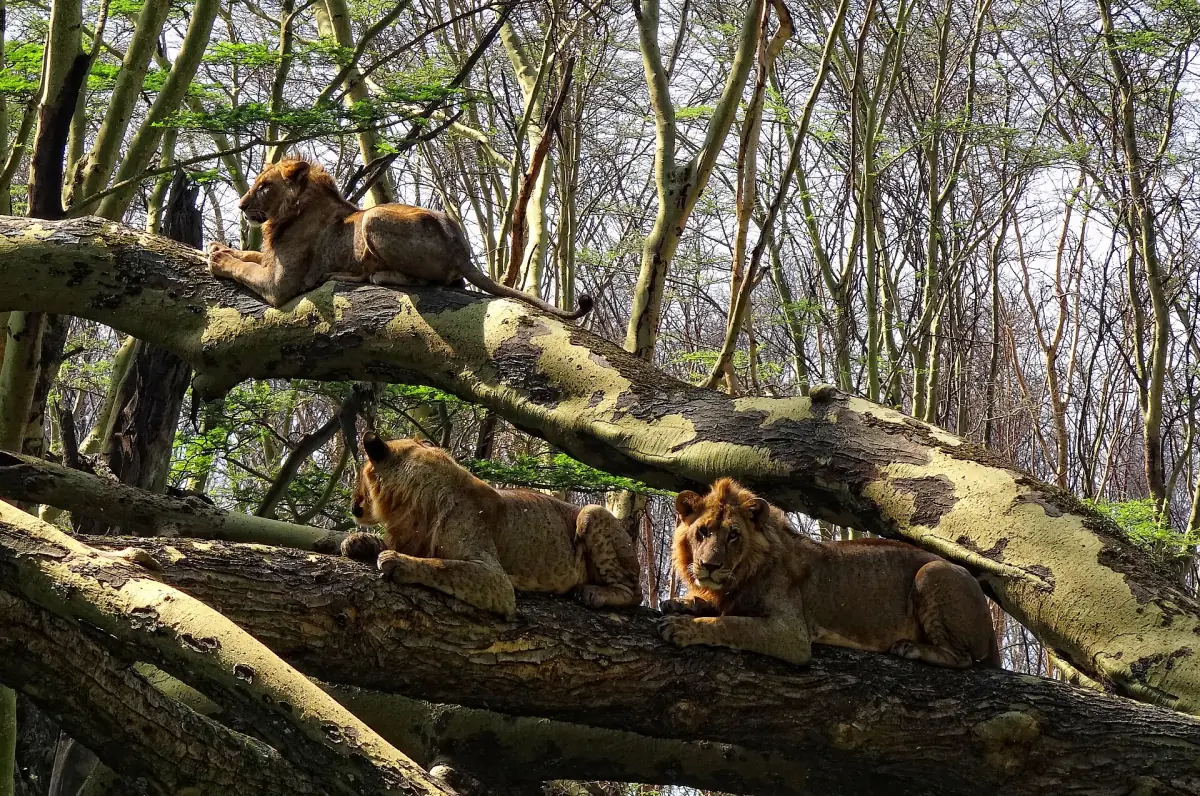 Löwen ruhen auf einem umgestürzten Baumstamm im Wald