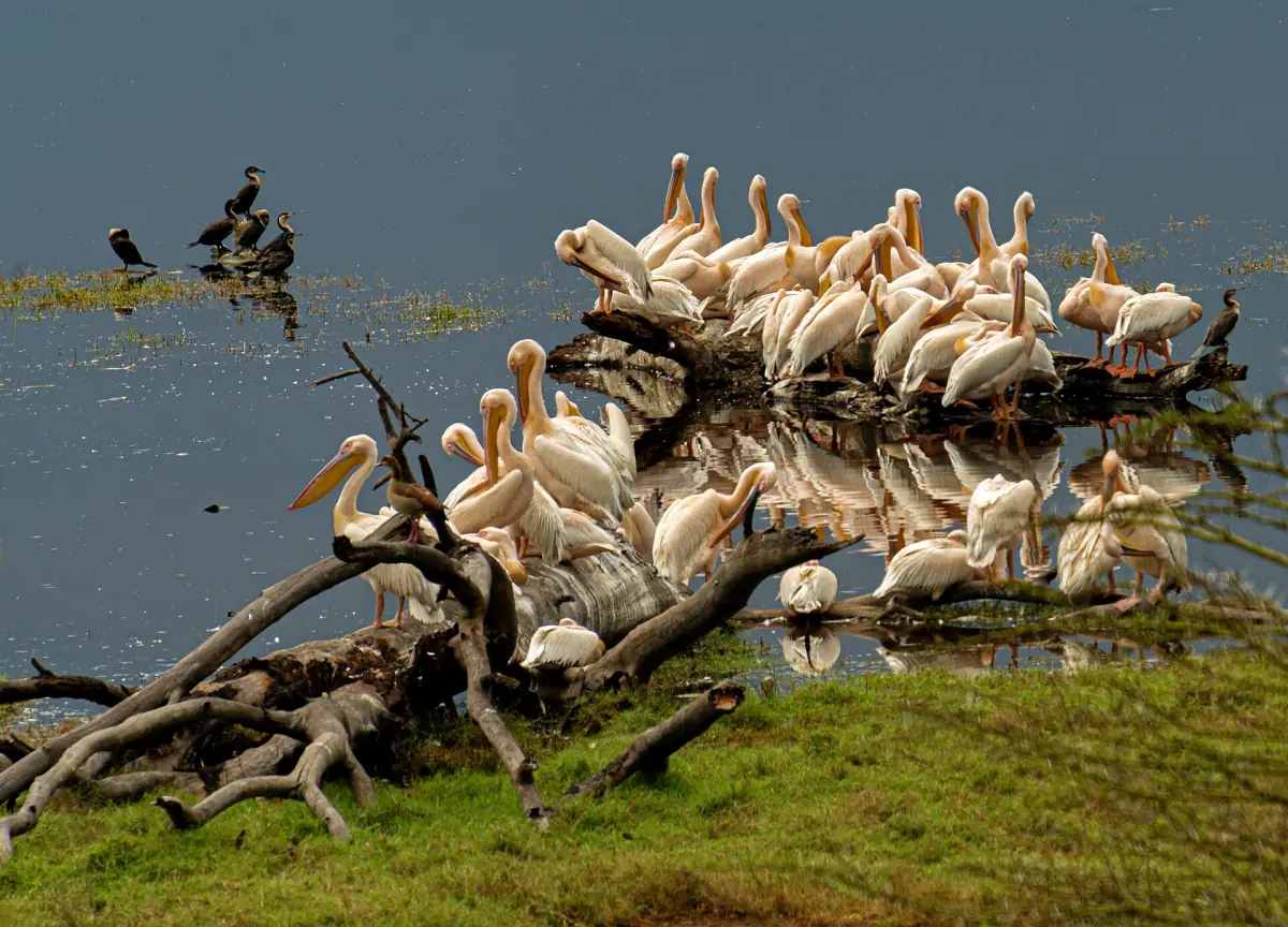 Great white pelicans gathered on driftwood at the lake edge