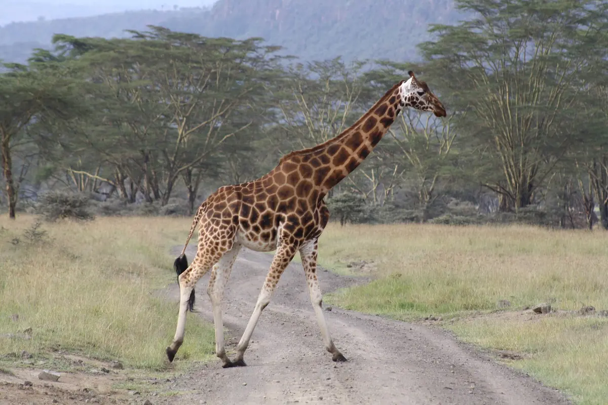 Rothschild giraffe crossing a dirt track between acacia trees