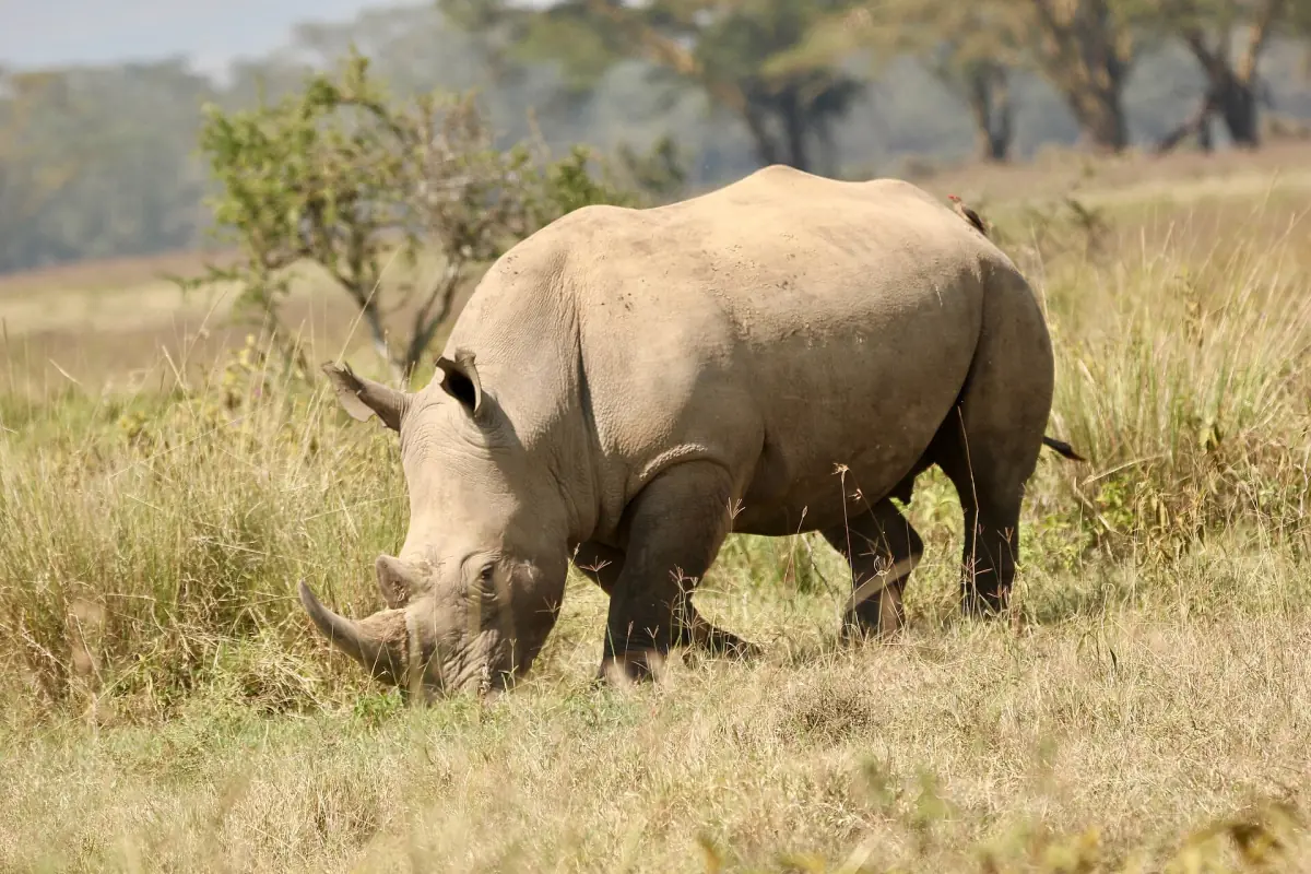 Breitmaulnashorn grast im trockenen Gras vor Akazienbäumen