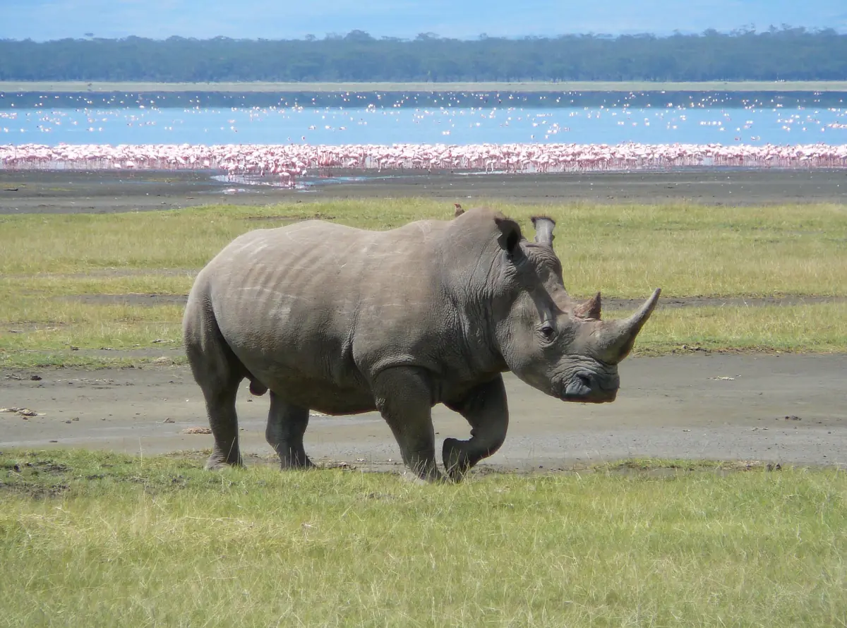 White rhinoceros walking on the shore with flamingos behind