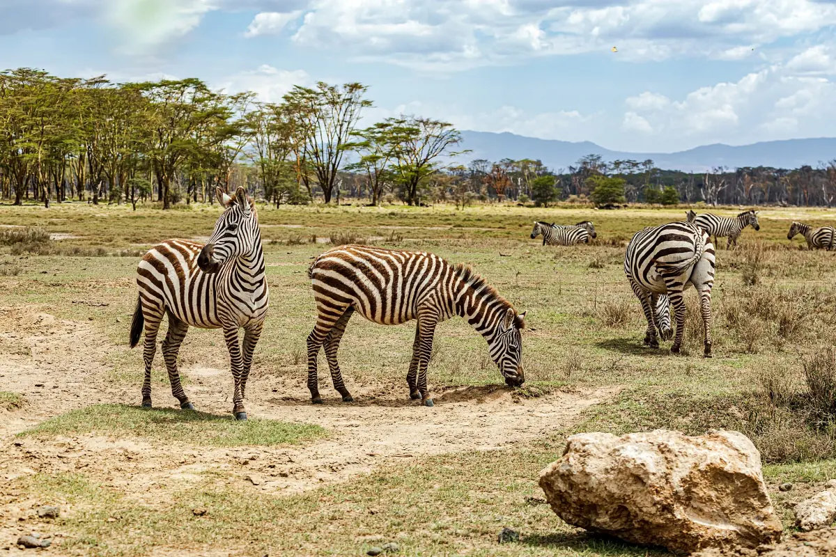 Zebras grazing on dry savanna with a vehicle track nearby